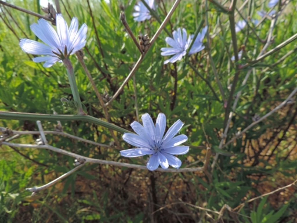 Sardegna nord est - Cichorium intybus
